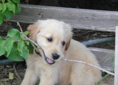 Puppies at 5 weeks!