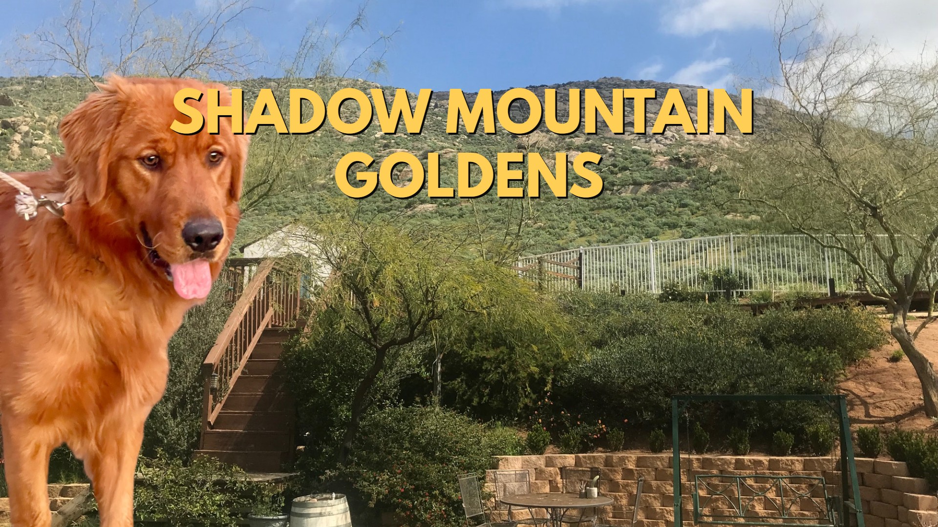 Shadow Mountain Goldens